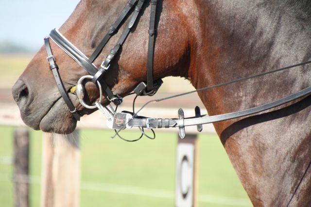 paarden clinic Jenny Veenstra bij Stal Sibma