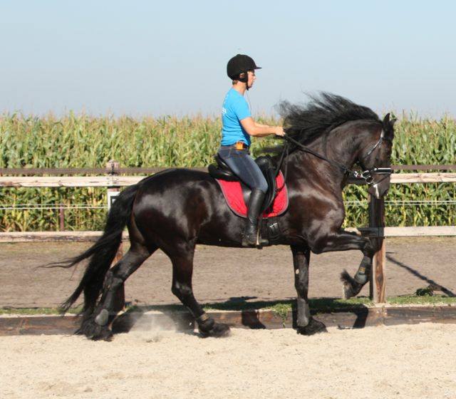 paarden clinic Jenny Veenstra bij Stal Sibma