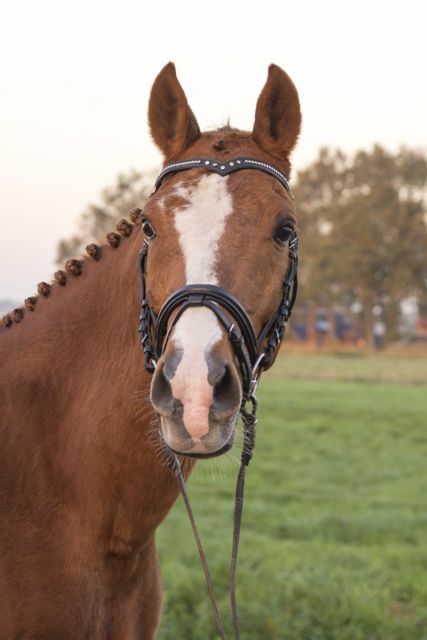 Emiel