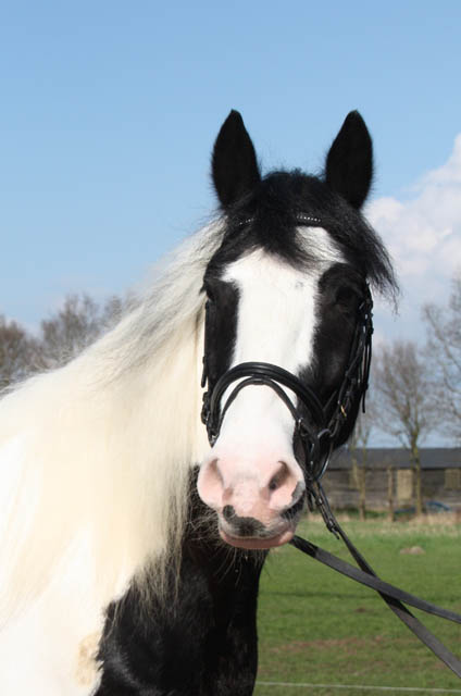 Bliksem