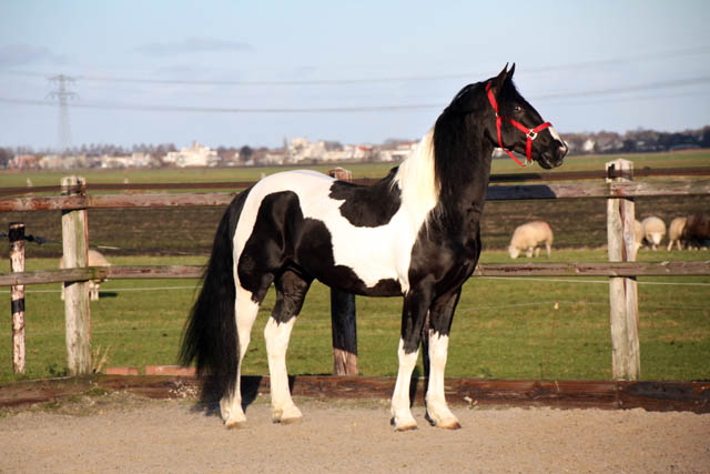 Stallion Aaron stal Sibma