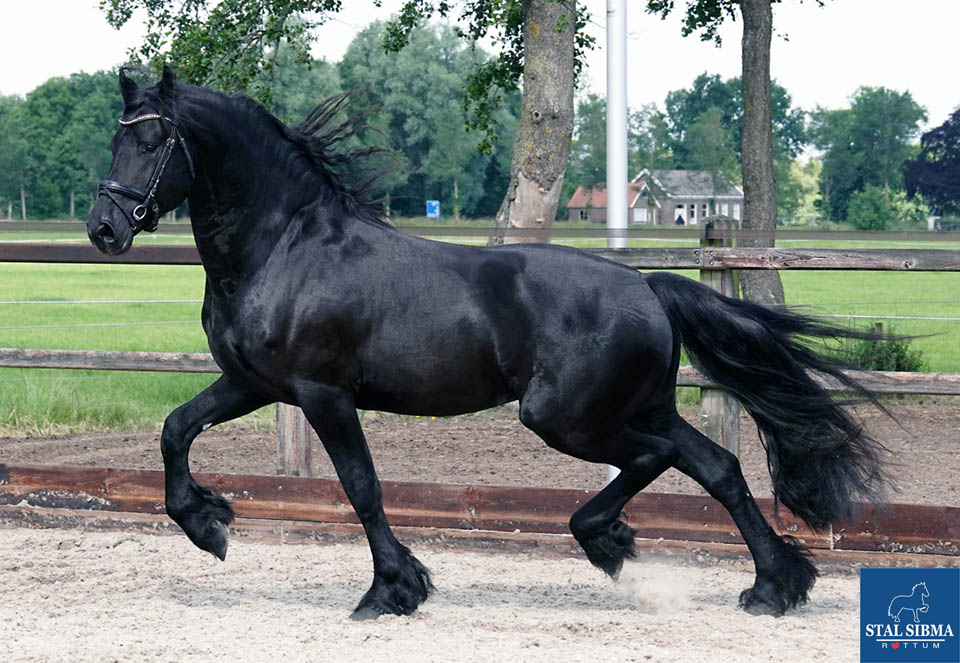 DSC03004 bwerkt