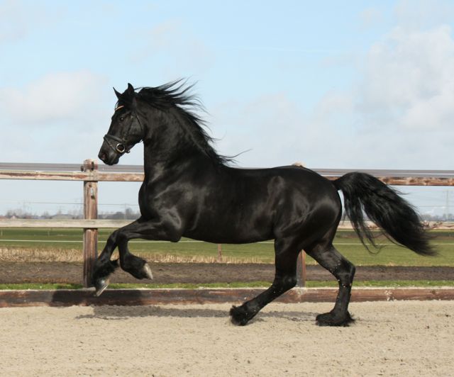 Kinderachtig toenemen Publicatie Friesian horses for sale and equestrian centre Sibma - Friesian stallion  Rimmer **SOLD**