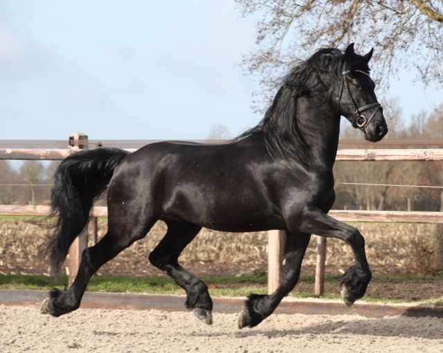 Kinderachtig toenemen Publicatie Friesian horses for sale and equestrian centre Sibma - Friesian stallion  Rimmer **SOLD**