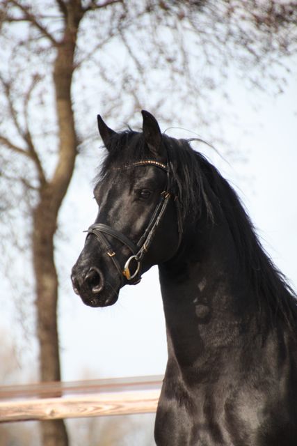 Friesian stallion for sale Rimmer