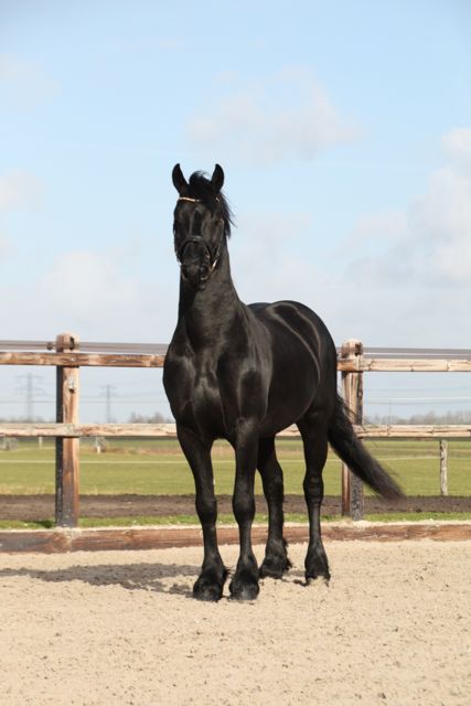 Friesiean Stallion for sale Rimmer