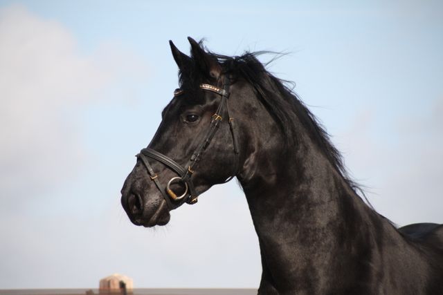 Friesiean Stallion for sale Rimmer