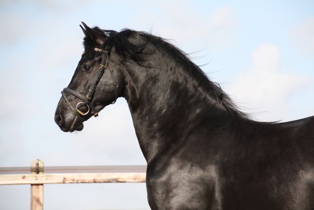 Friesiean Stallion for sale Rimmer