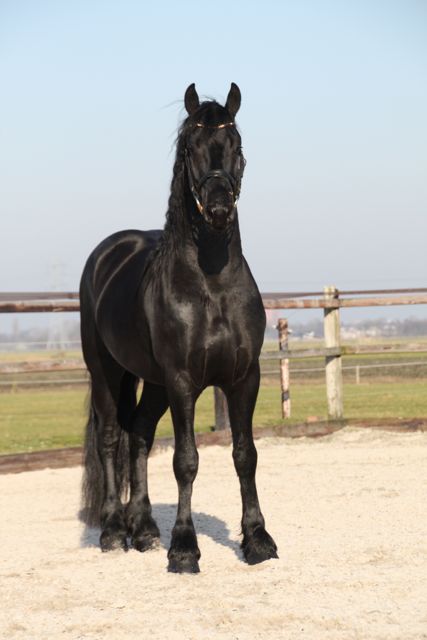 Friesian horse for sale Rimmer