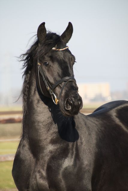 Friesian horse for sale Rimmer