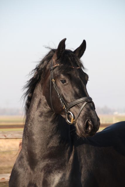 Friesian horse for sale Rimmer