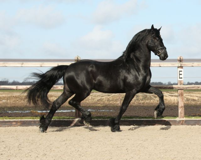 Friesian horse for sale Rimmer