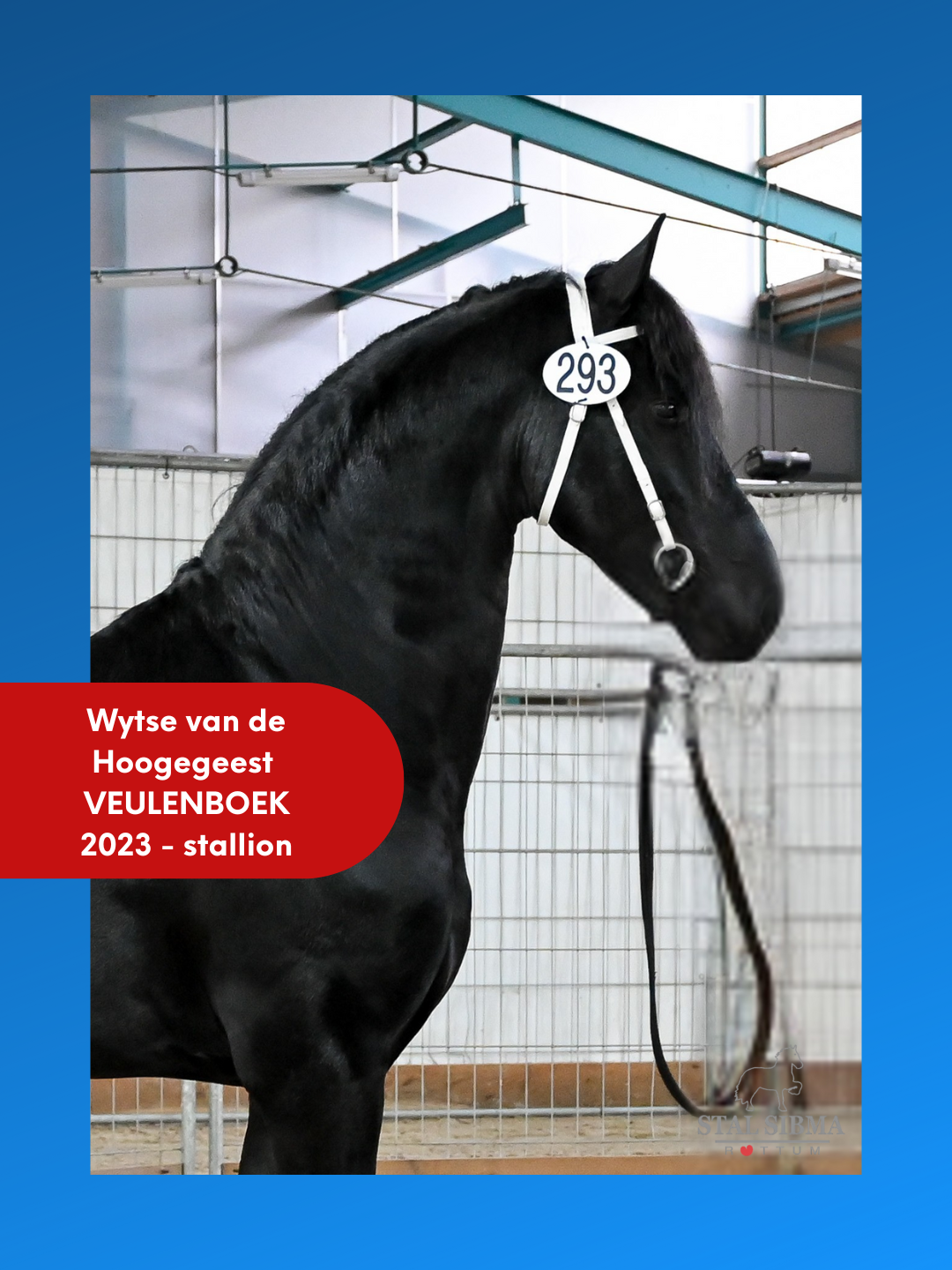 Friesian stallil Wytse van de Hoogegeest Stal Sibma