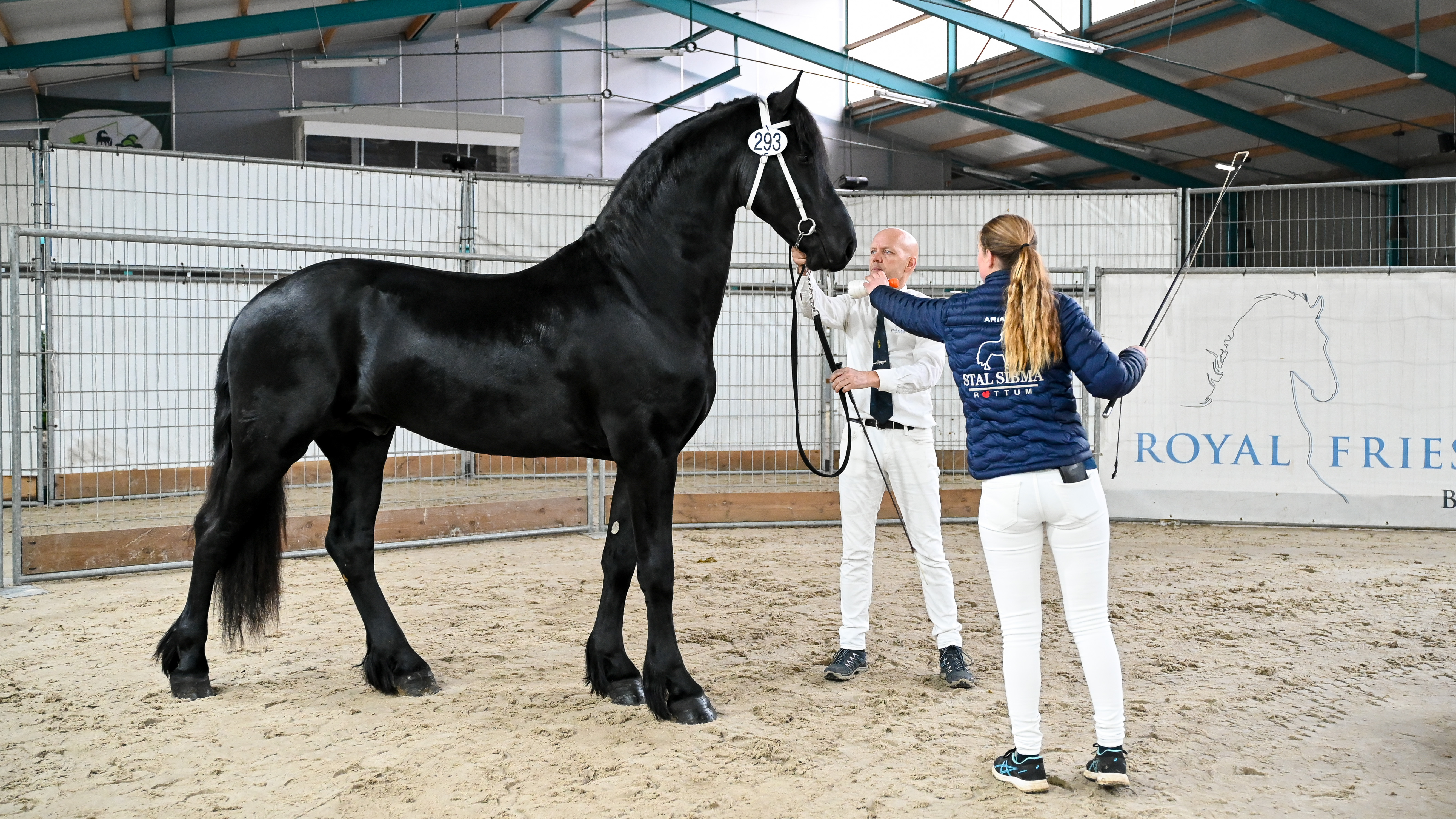 Friese hengst Wytse van de Hoogegeest