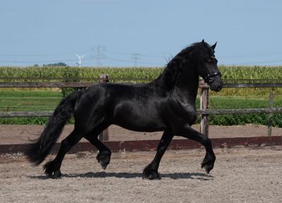 Stal Sibma, manege en verkoop van friese paarden **VERKOCHT** Fokke