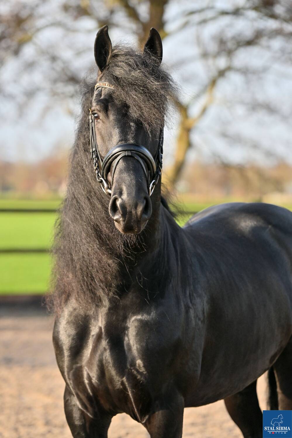 Stallion Jitse Jan Stal Sibma