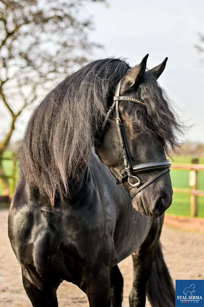 Olke van de Groes hengst verkoop stal sibma