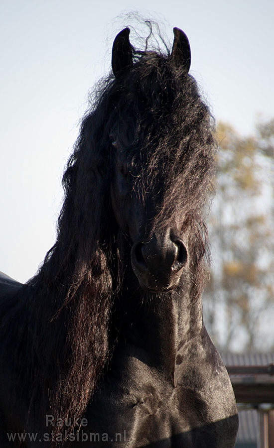 rauke fantastic stallion for sale sibma