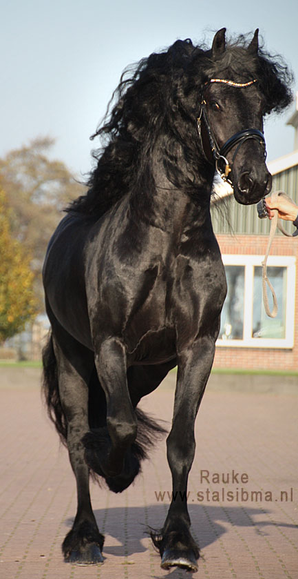 Spelen met goochelaar Dor Friesian horses for sale and equestrian centre Sibma - **SOLD** Fantastic  stallion Rauke fan it Alddjip