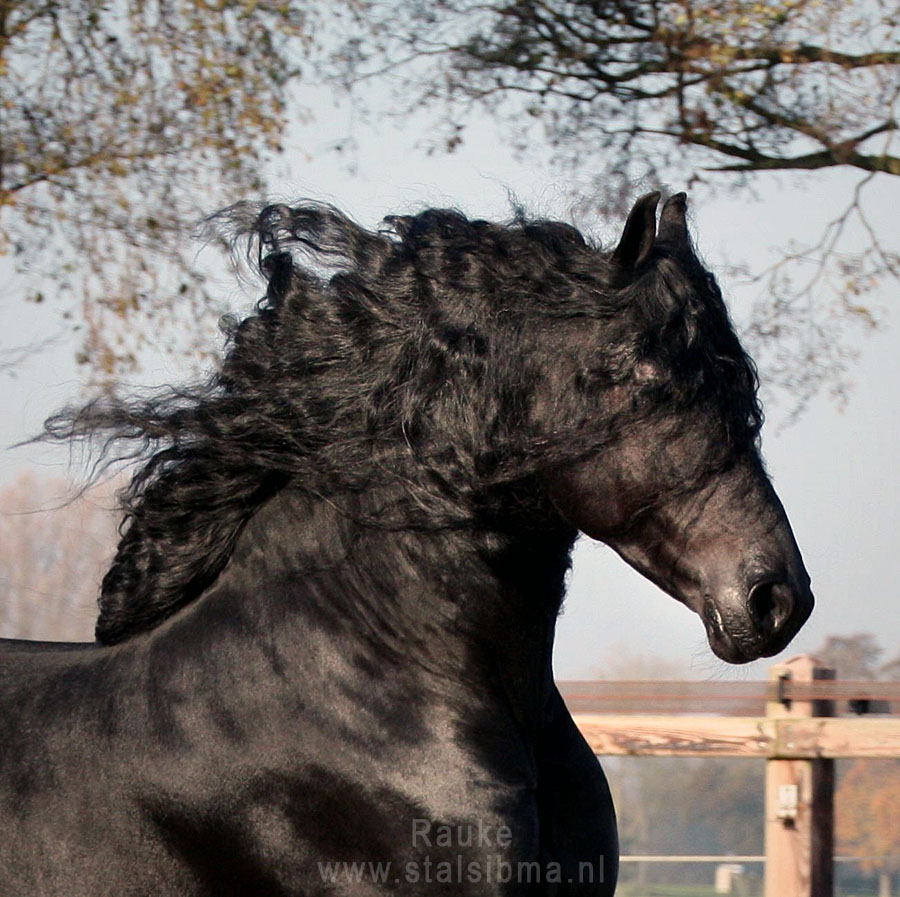 Fantastic stallion Rauke fan it Alddjip for sale