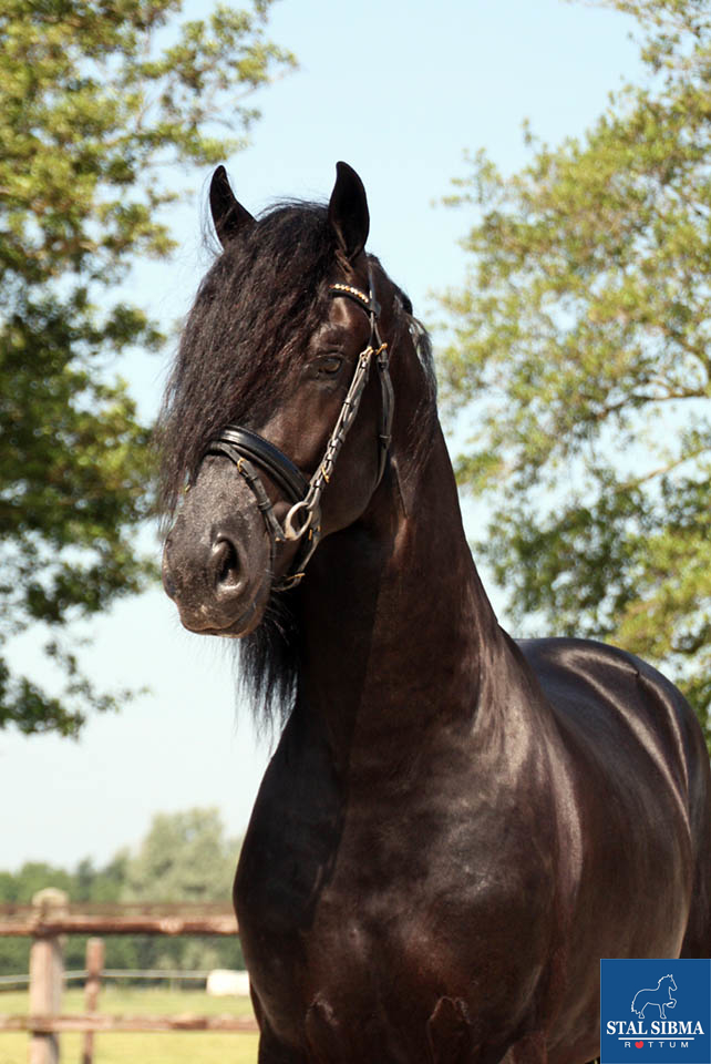 For sale: Wiard S., a beautiful stallion with a great character.