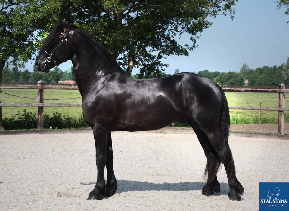 aansporing commentator Hymne Friesian horses for sale and equestrian centre Sibma - Beautiful stallion  with a great character for sale