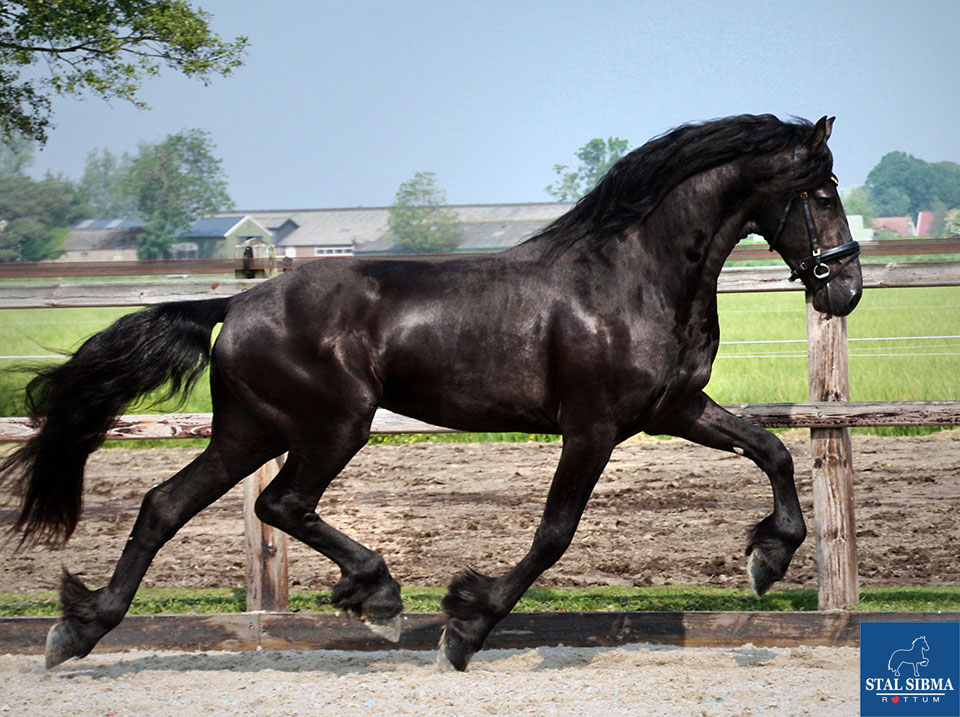 wouter friesian horse for sale