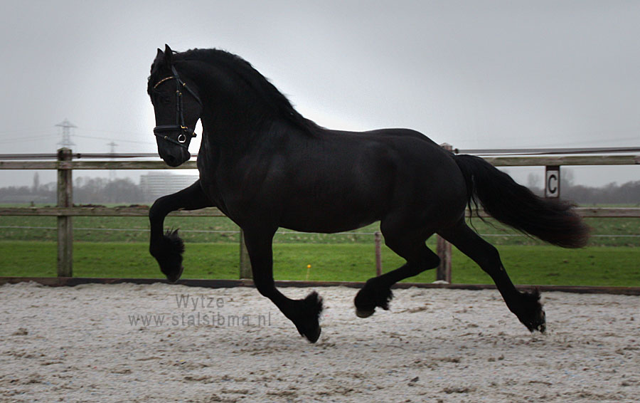 wytze frisian horse for sale stable sibma