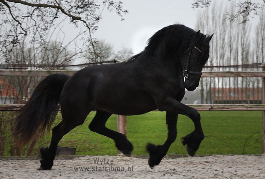 wytze hotshot frisian stallion for sale