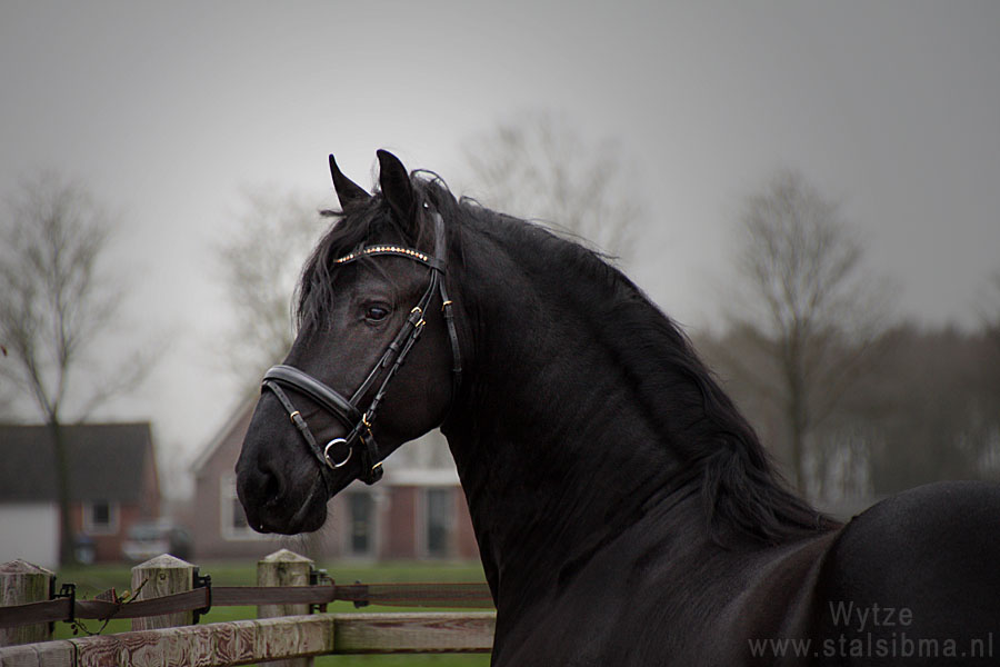 Real hotshot stallion Wytze for sale!