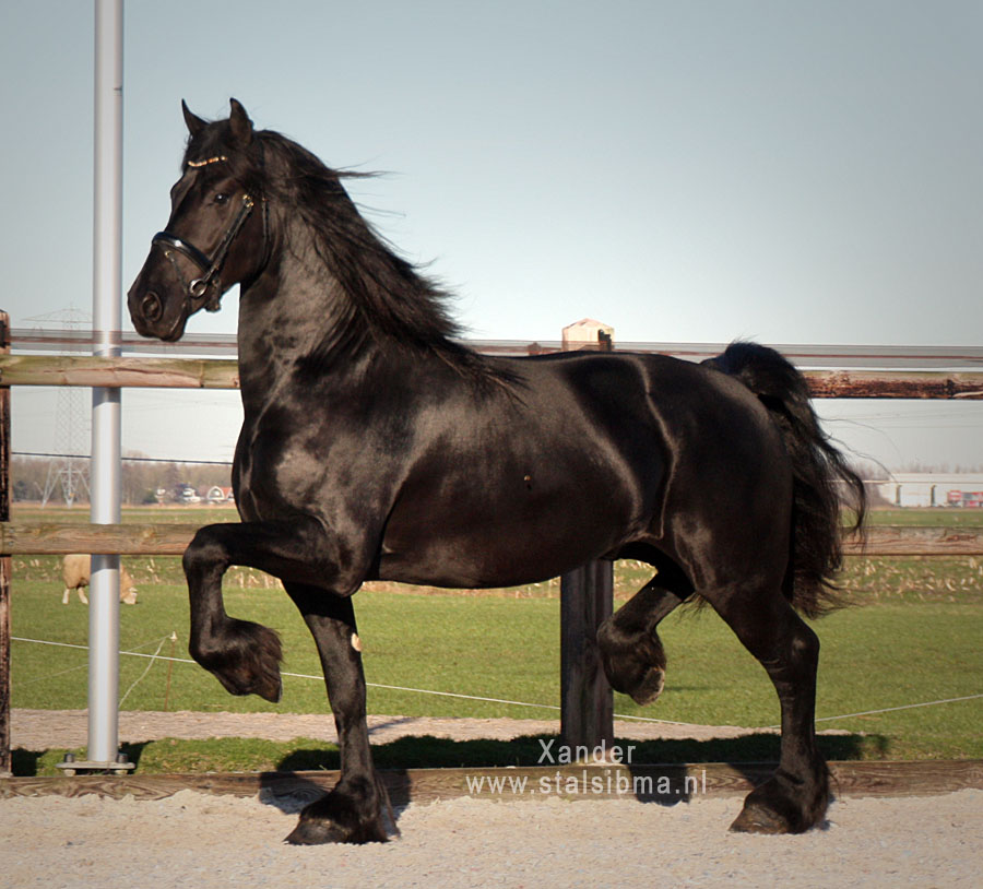 xander stalion for sale