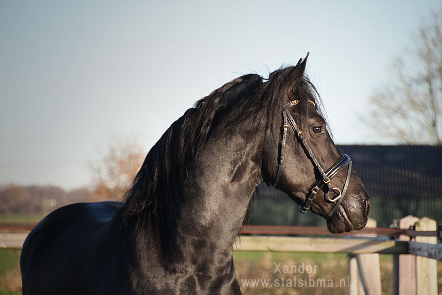 xander x factor friese STER hengst te koop