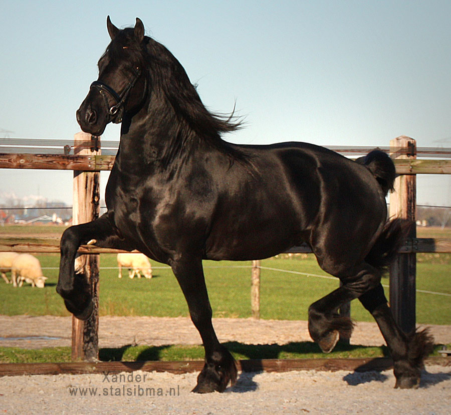 xander x factor frisian for sale stalion