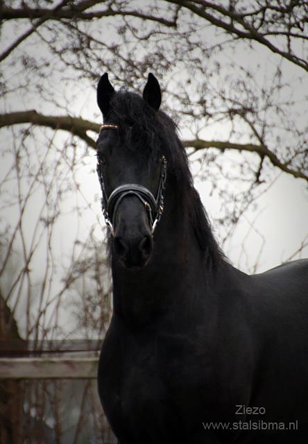 Hoogbenige friese hengst Ziezo fan Friesburg te koop