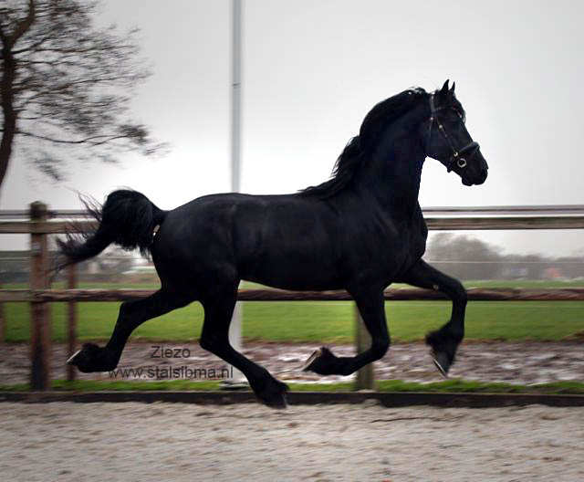 ziezo stallion for sale