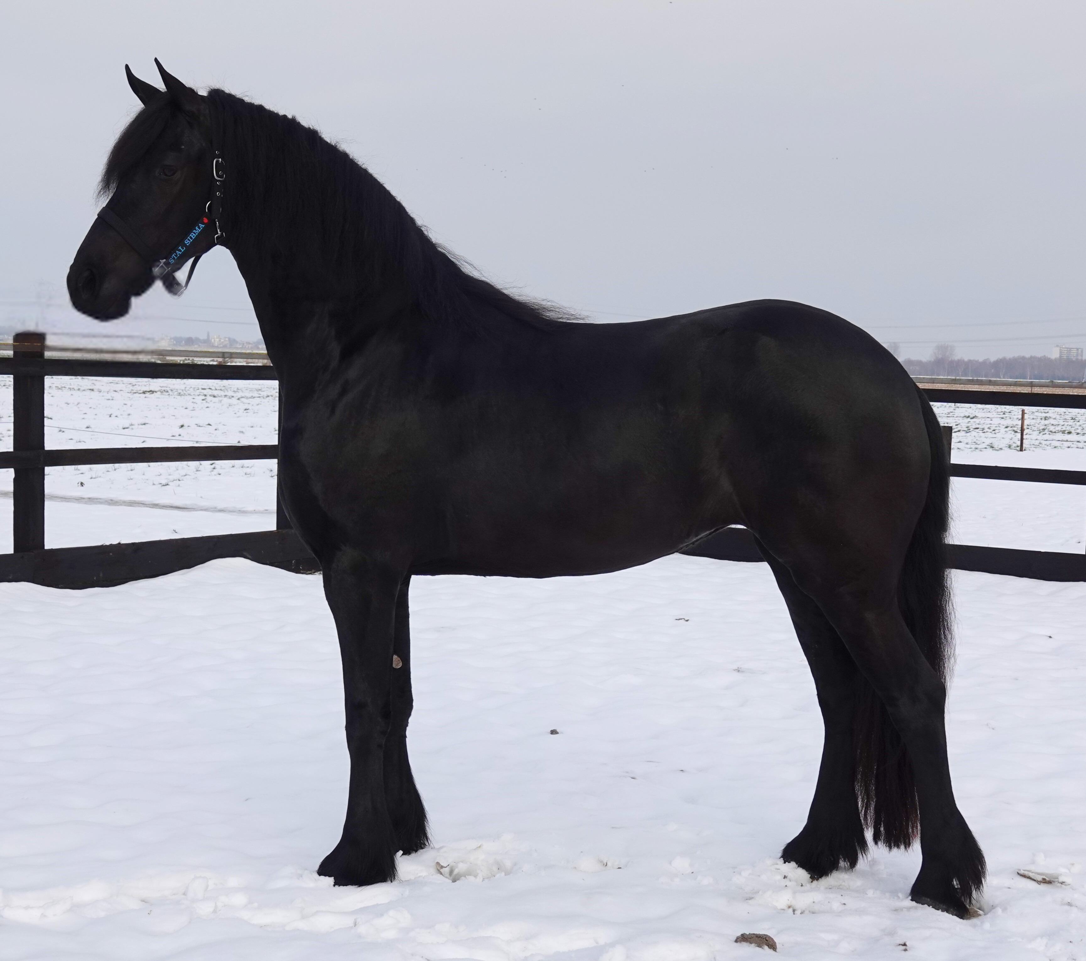 Friese merrie Yarah Epke 474 x Tsjalke 397