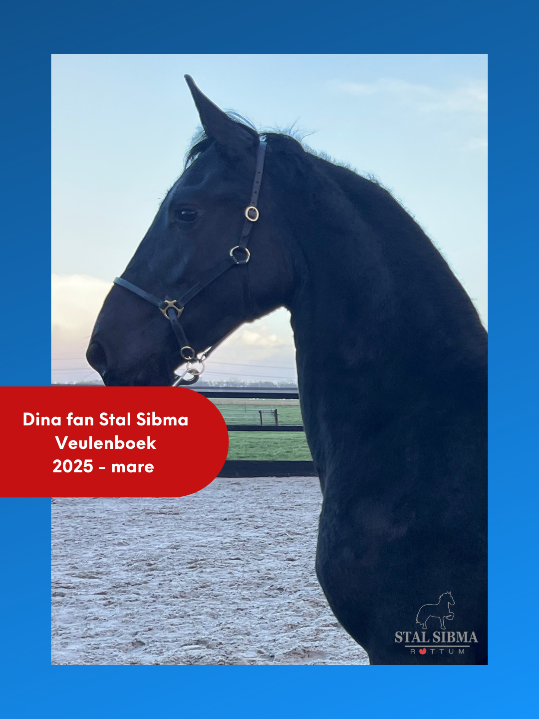 Friese jaarling merrie Dina fan Stal Sibma