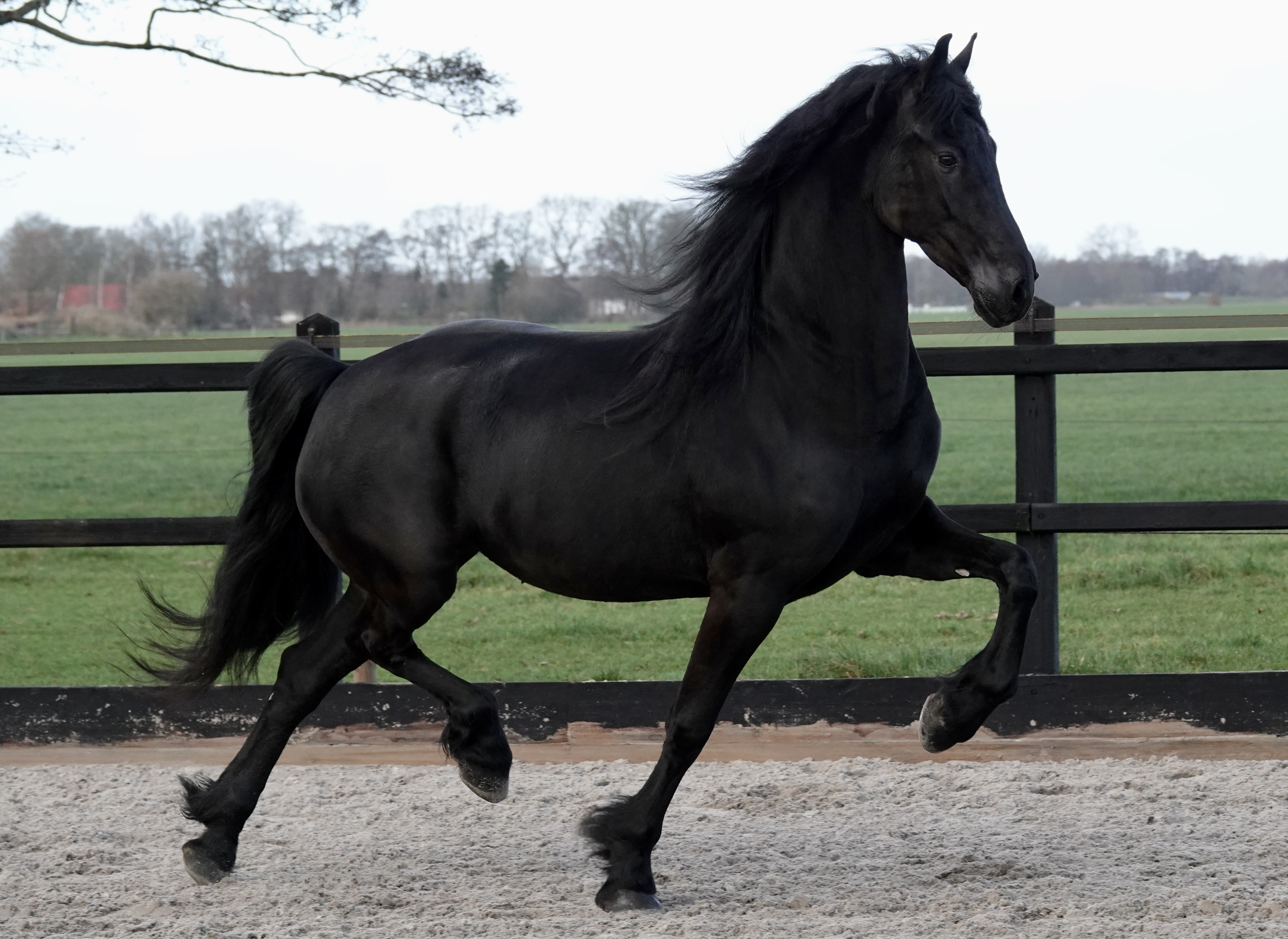 Friese ster merrie Sanne LW Auwert x Gjalt drachtig van Sybren 547