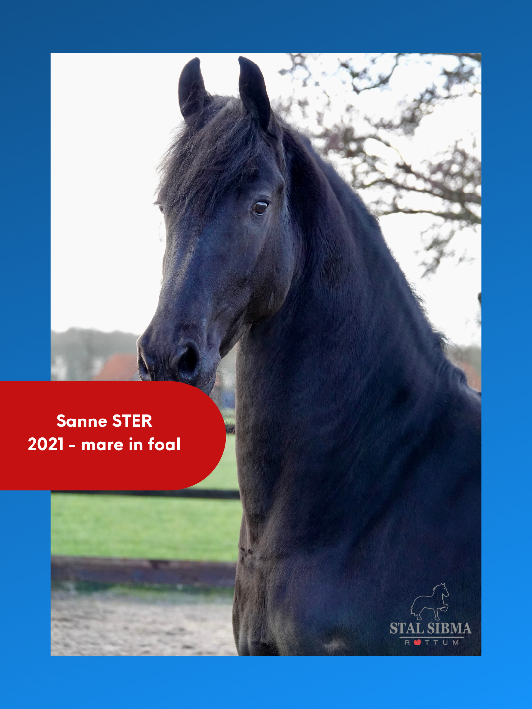 Friese stermerrie Sanne LW Auwert x Gjalt