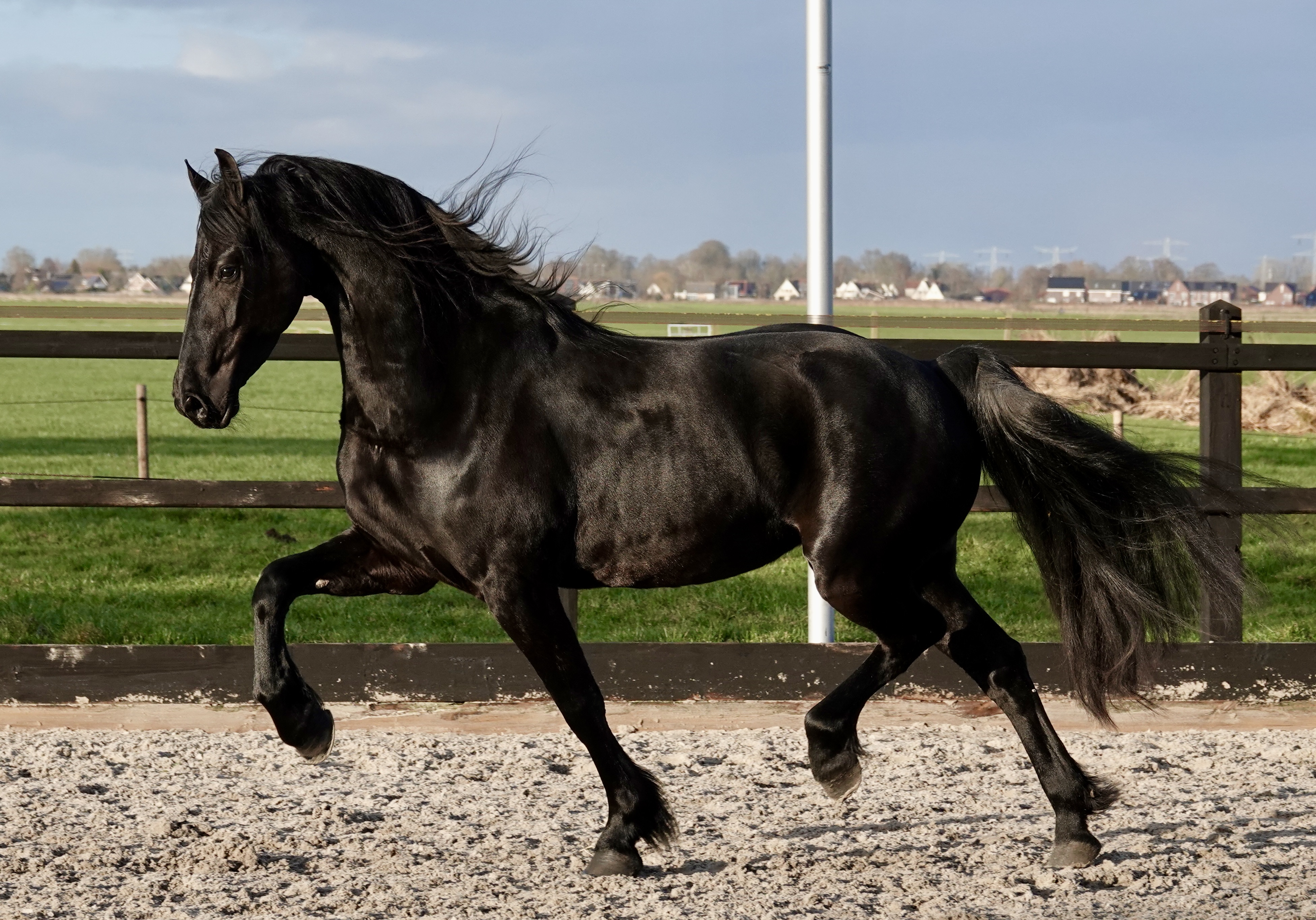 Friese merrie Sara fan Stal Sibma