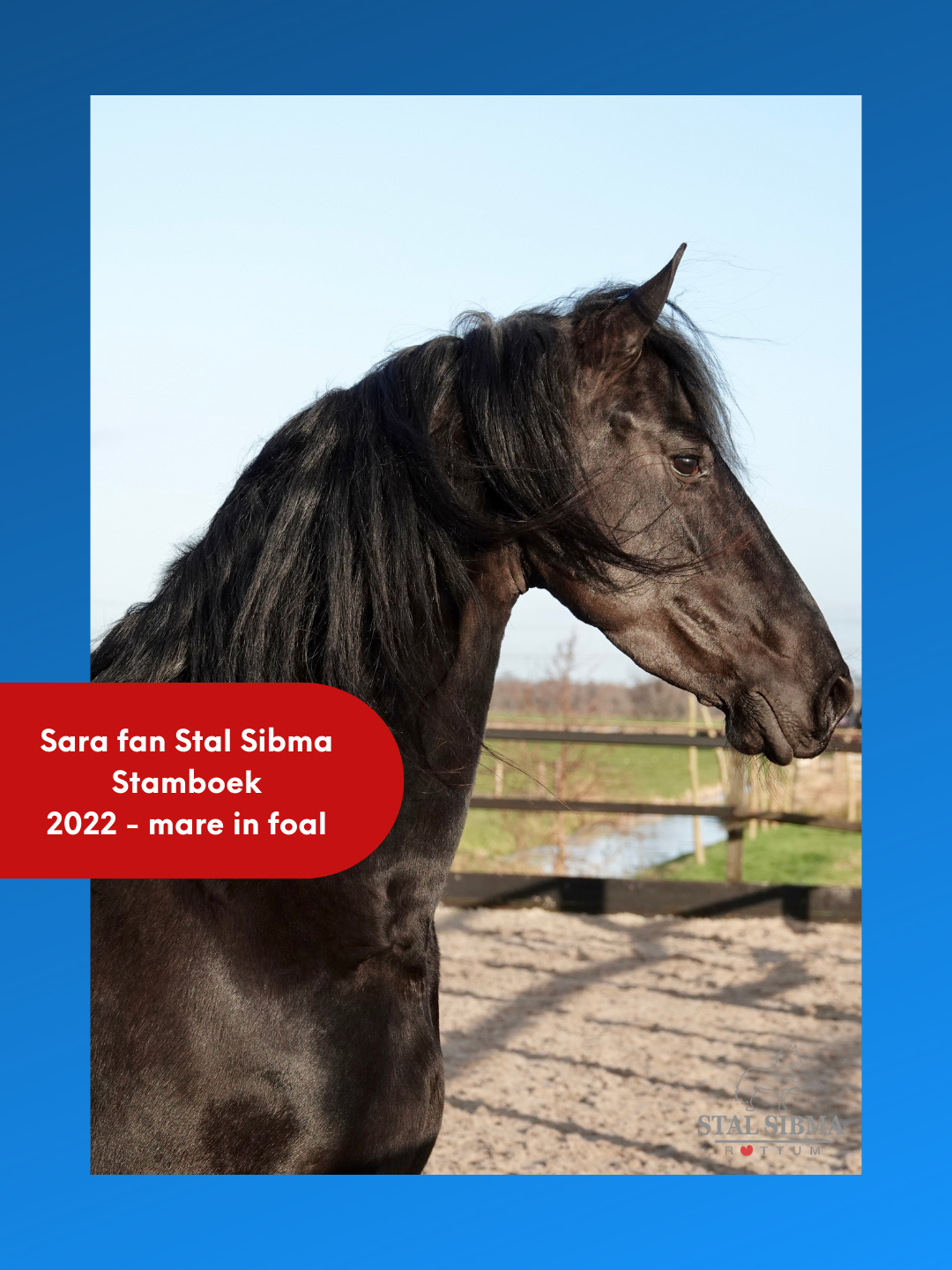 Friese merrie Sara fan Stal Sibma