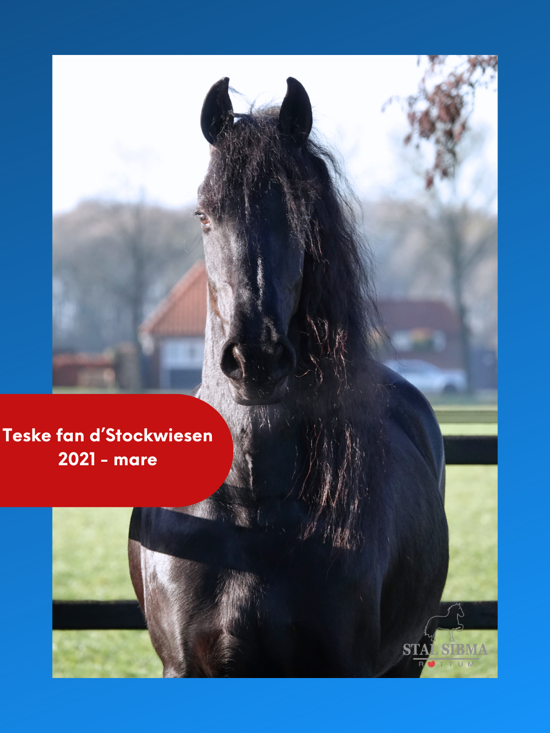 Friese merrie Teske fan d'Stockwiesen