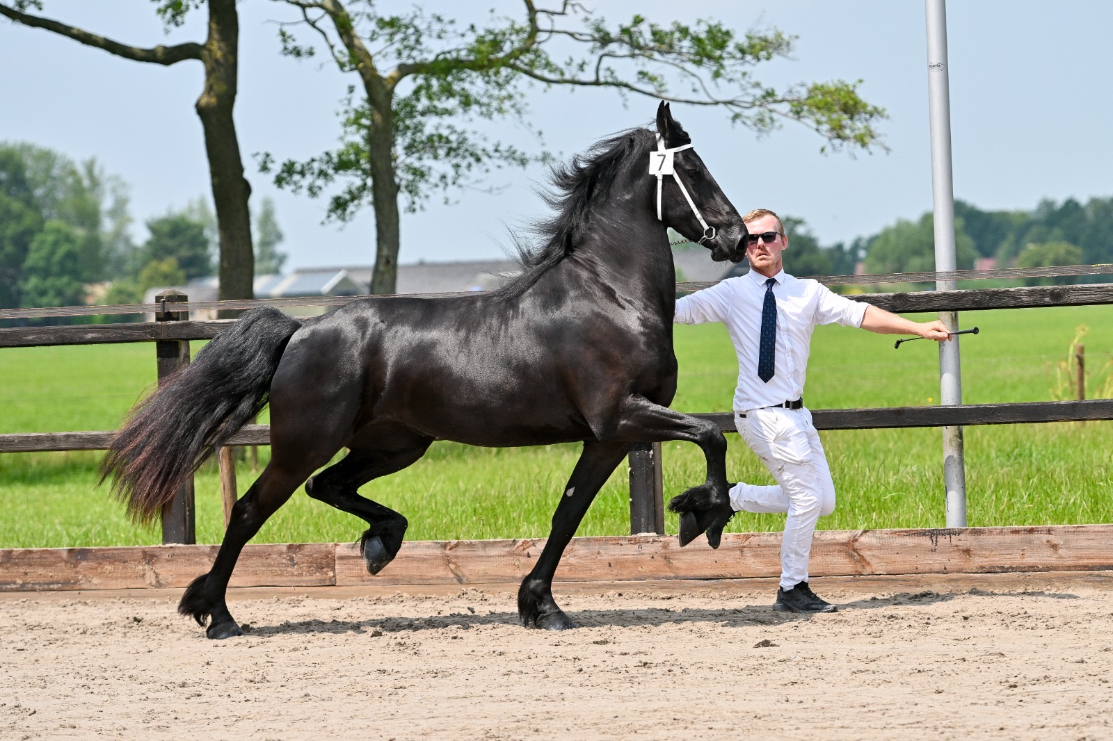 Friese ster merrie Twirre fan Stal Sibma