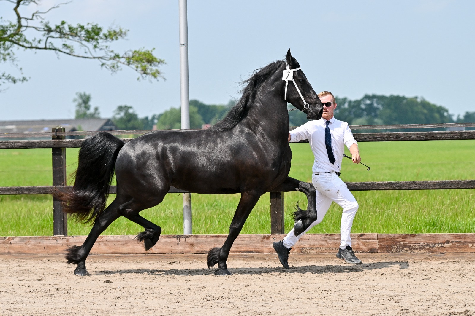 Friese ster merrie Twirre fan Stal Sibma