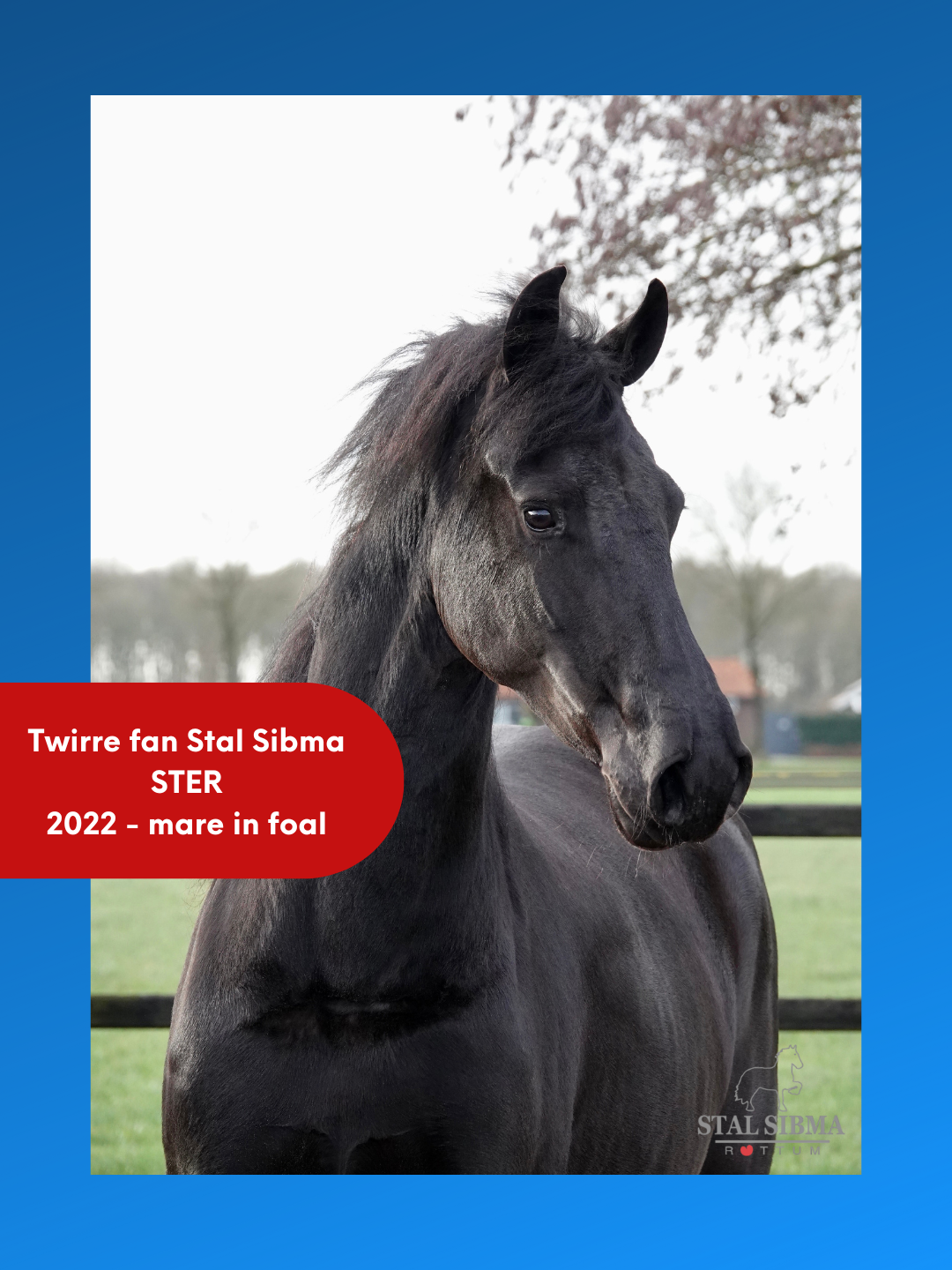 Friese ster merrie Twirre fan Stal Sibma