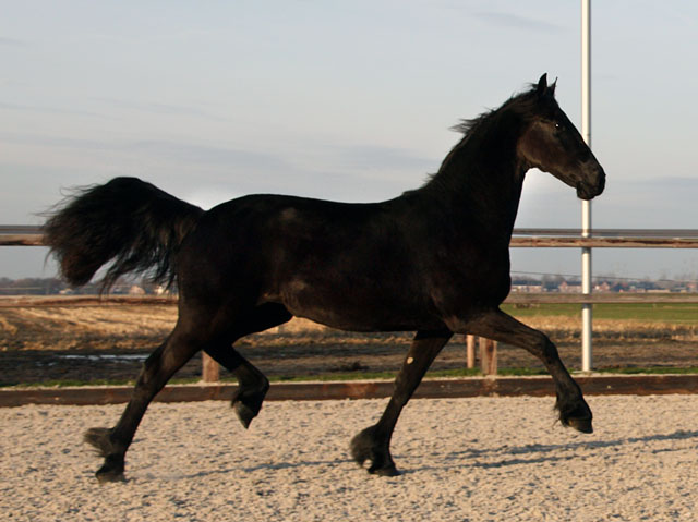 Friesian mare Welmoed, Stable Sibma Rottum Friesian mare Welmoed, Stable Sibma Rottum