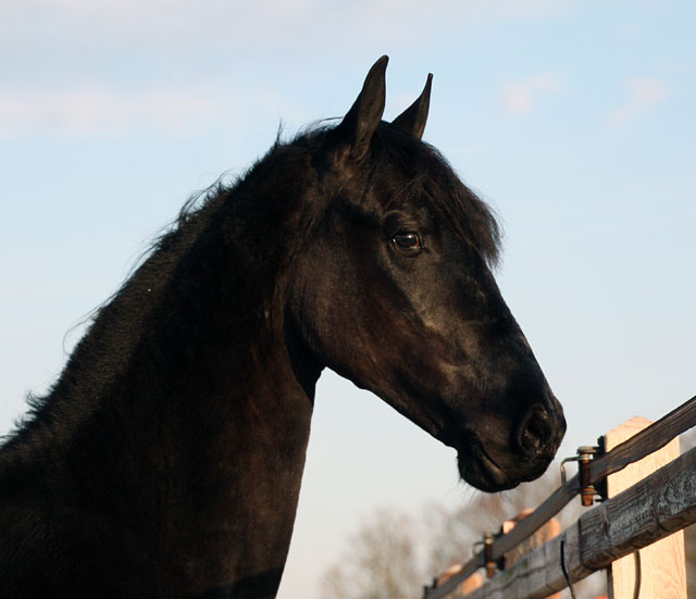 Friesian mare Welmoed, Stable Sibma Rottum Friesian mare Welmoed, Stable Sibma Rottum