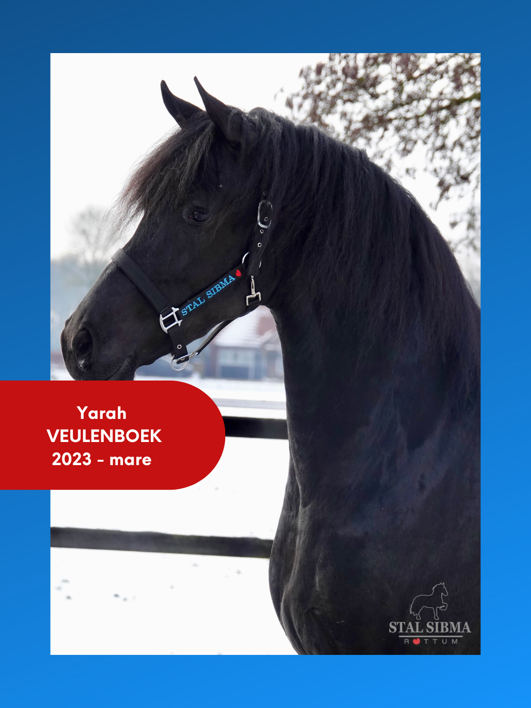 Friese merrie Yarah Epke 474 x Tsjalke 397