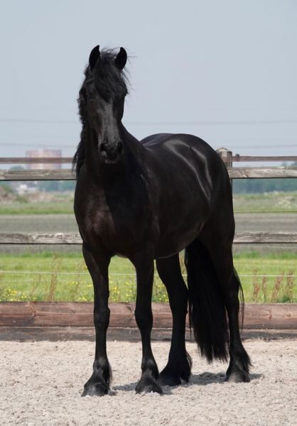 Stal Sibma, en verkoop van friese paarden - Merries