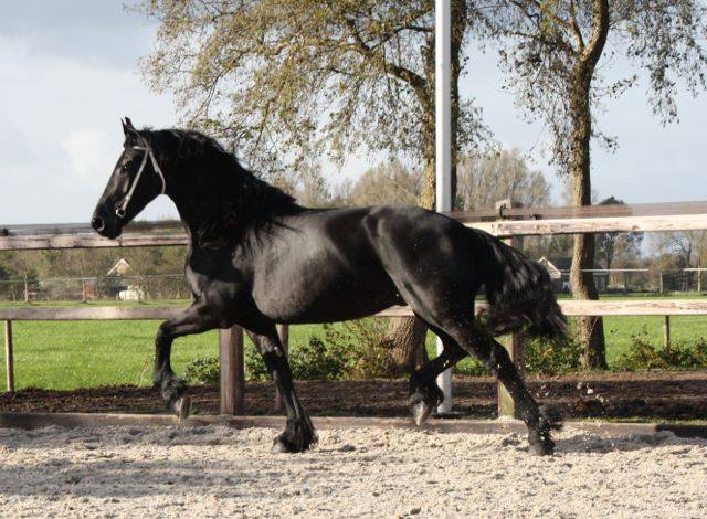 Elma, een super brave 8 jarige Friese stermerrie te koop bij Stal Sibma Elma, een super brave 8 jarige Friese stermerrie te koop bij Stal Sibma